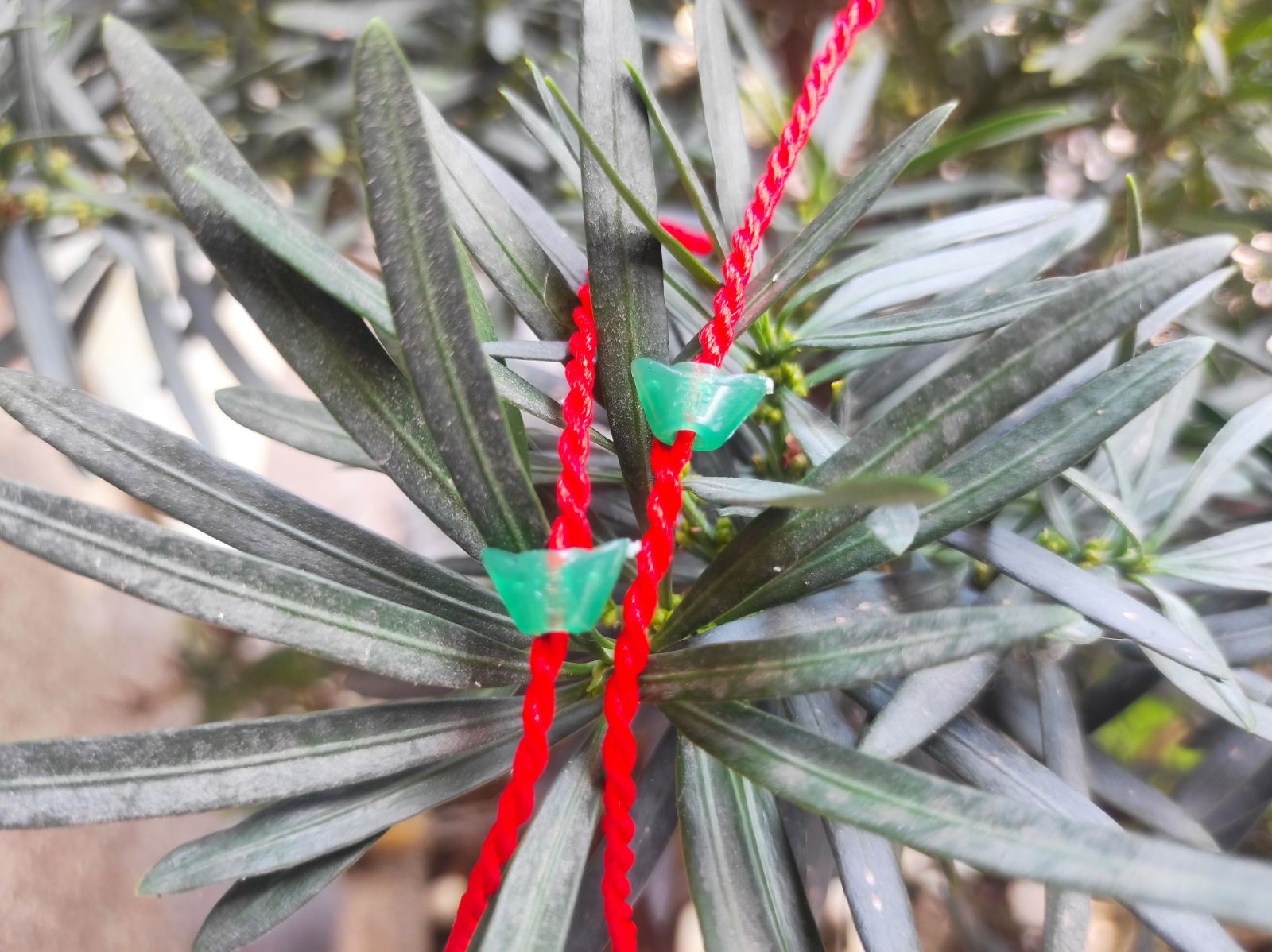 Vòng Đeo Tay May Mắn