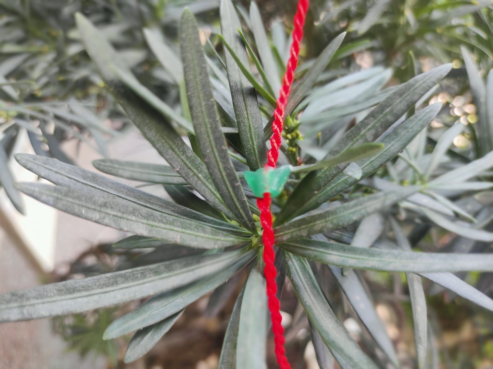 Vòng Đeo Tay May Mắn