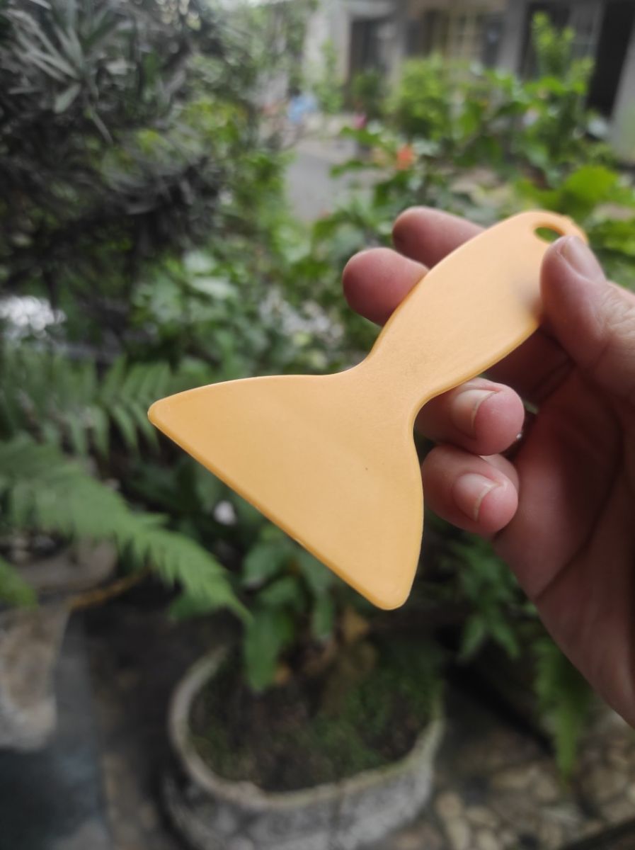 Cây Trám Keo Tường Ngắn Dài Cây Trám Keo Tường Ngắn Dài
