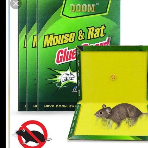 Miếng Dán Keo Dính Chuột Miếng Dán Keo Dính Chuột