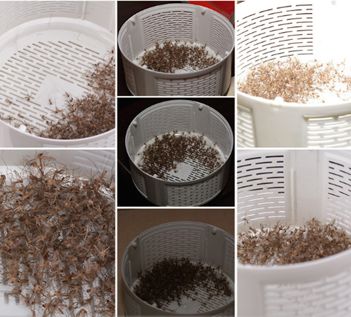 Đèn Bắt Muỗi Mosquito Killing 139 Đèn Bắt Muỗi Mosquito Killing 139