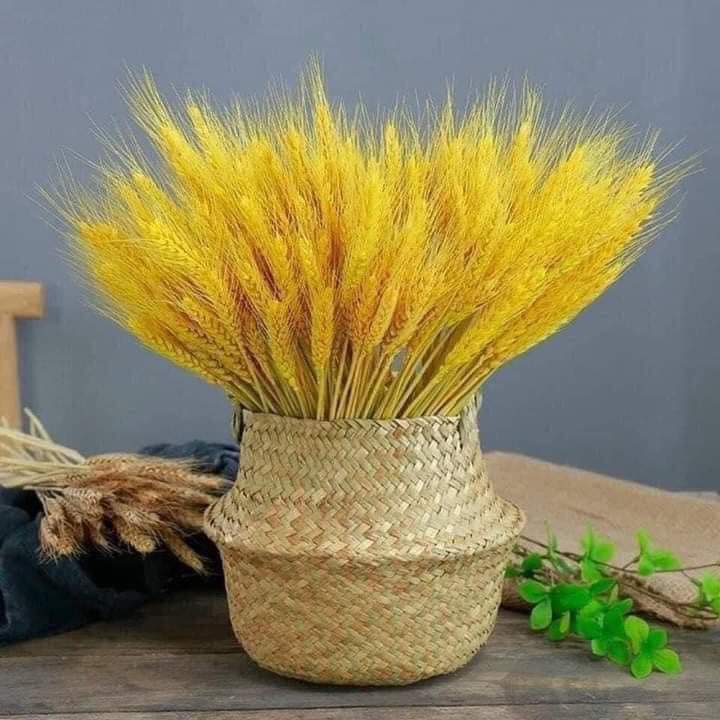 Bó Bông Lúa Tài Lộc Trang Trí Nhà Cửa (100 Cây)