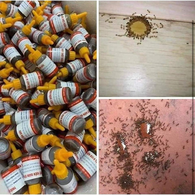 Chai Diệt Kiến, Gián, Côn Trùng Hiệu Quả Sinh Học Chai Diệt Kiến, Gián, Côn Trùng Hiệu Quả Sinh Học