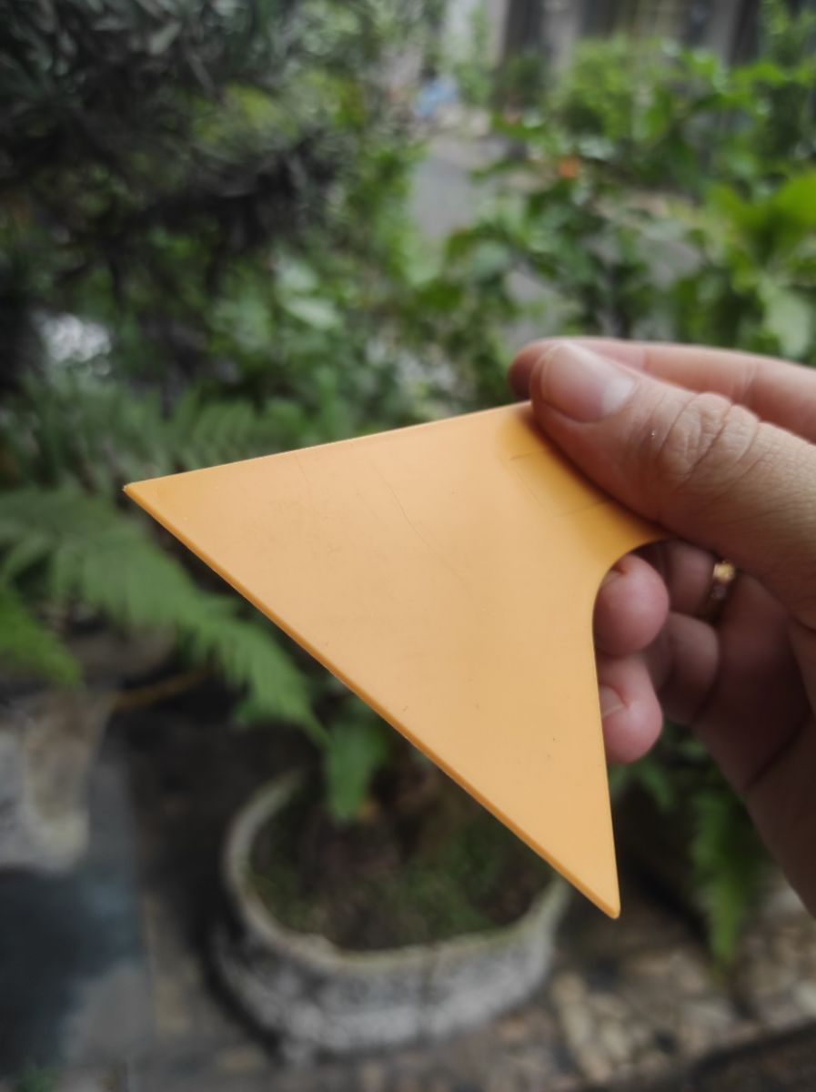 Cây Trám Keo Tường Ngắn Cây Trám Keo Tường Ngắn
