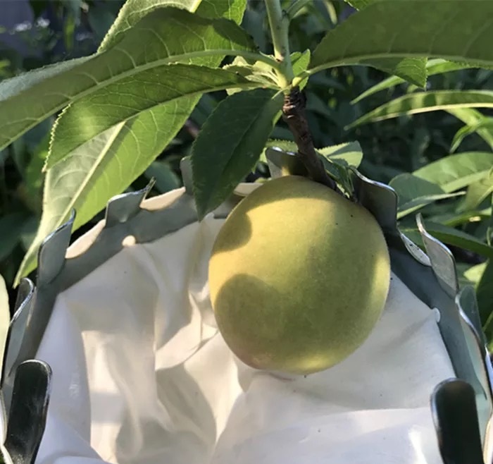 Dụng Cụ Hái Trái Cây Trên Cao Kèm Túi Vải Size 16Cm